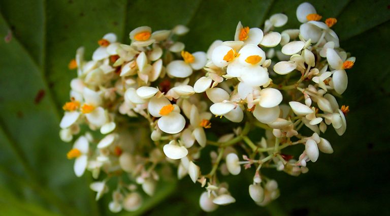 Jardin Botanico Nacional_03 768x425