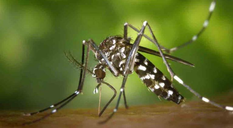 dengue colombia 1 1