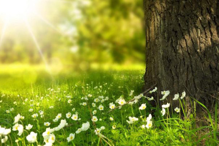 La naturaleza cubana