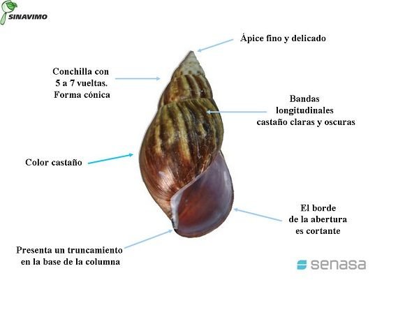 Emiten indicaciones para el control popular del caracol gigante africano