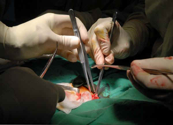 Cuba mostrará últimos adelantos en Congreso de Cirugía Cuba mostrará últimos adelantos en Congreso de Cirugía