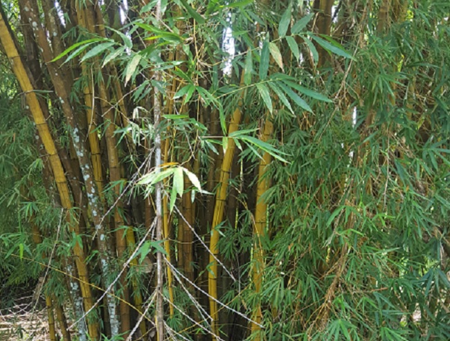 El bambú amarillo.