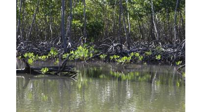 Manglar