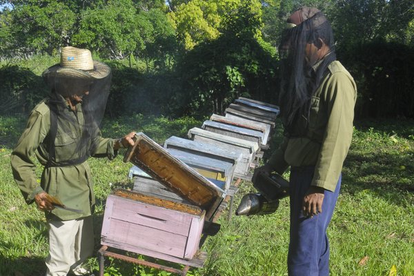 Crece la producción de miel de abejas