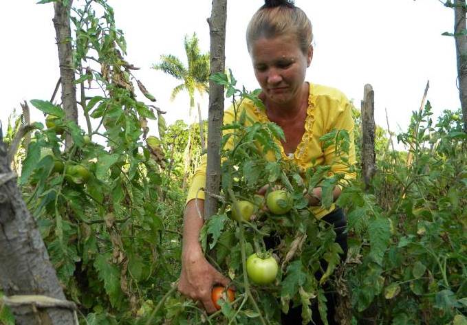 Destacan papel de la mujer rural en Ciego de Ávila Destacan papel de la mujer rural en Ciego de Ávila