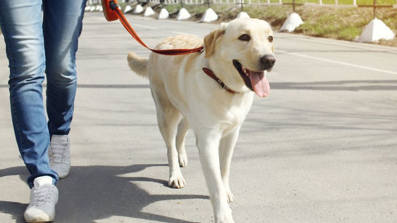 Pasear a su perro le brinda mejor salud