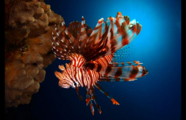 Grand Prix Fotografía Subacuática Cienfuegos